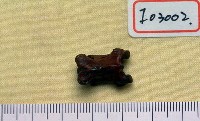 藏品(動物骨化石)的圖片